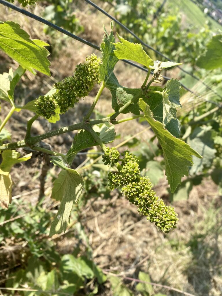 i-vigneti-in-fiore-a-mutigny-champagne