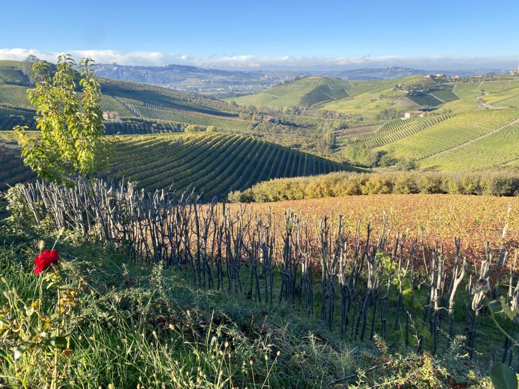 La vista dalla terrazza del ristorante Visione a Barbaresco